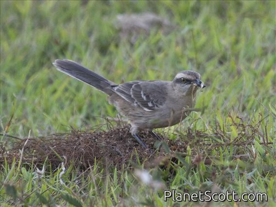 Chalk-browed Mockingbird (Mimus saturninus)