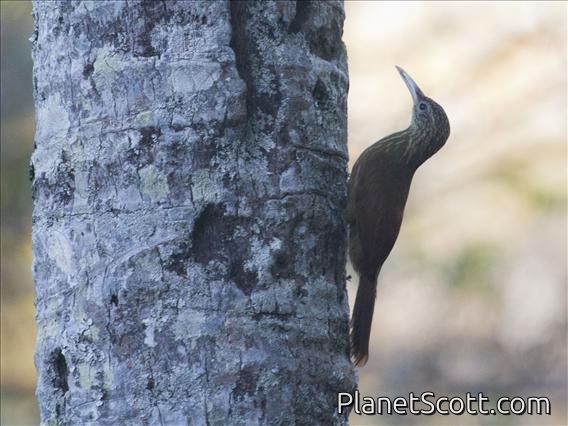 Buff-throated Woodcreeper (Xiphorhynchus guttatus)