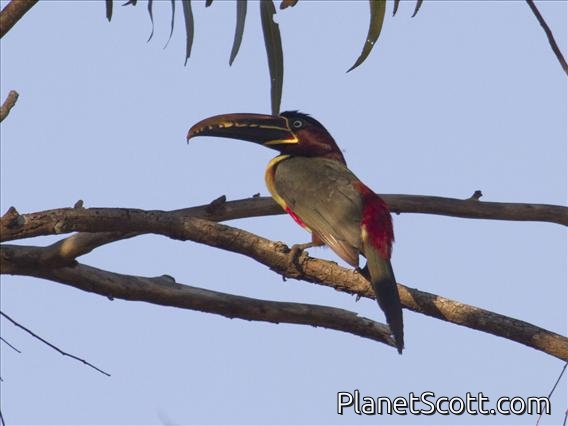 Chestnut-eared Aracari (Pteroglossus castanotis)