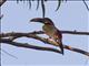 Chestnut-eared Aracari (Pteroglossus castanotis)