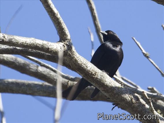 Screaming Cowbird (Molothrus rufoaxillaris)