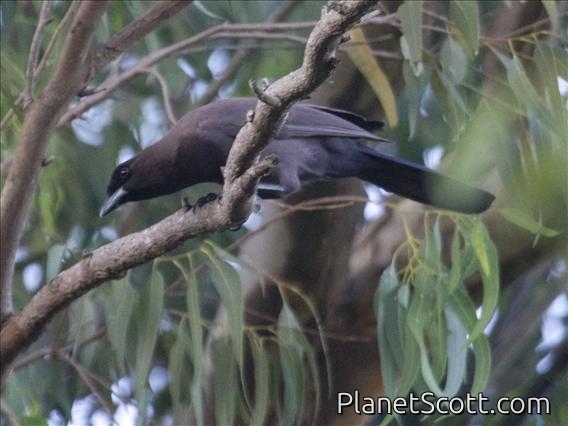Purplish Jay (Cyanocorax cyanomelas)