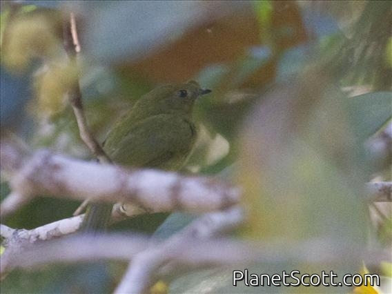 Helmeted Manakin (Antilophia galeata) - Female
