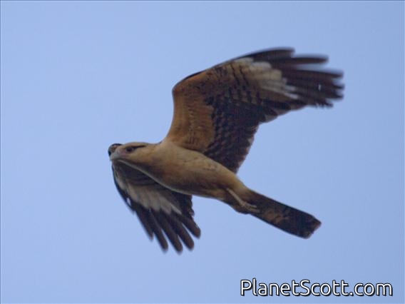 Yellow-headed Caracara (Milvago chimachima)