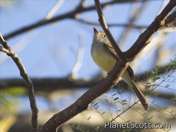 Swainson's Flycatcher (Myiarchus swainsoni)