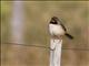 Black-throated Saltator (Saltatricula atricollis)