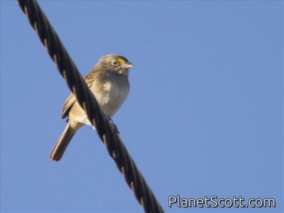 Grassland Sparrow (Ammodramus humeralis)