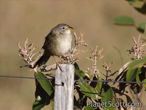 Wedge-tailed Grass-Finch (Emberizoides herbicola)