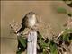 Wedge-tailed Grass-Finch (Emberizoides herbicola)