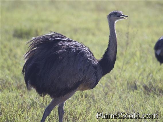 Greater Rhea (Rhea americana)
