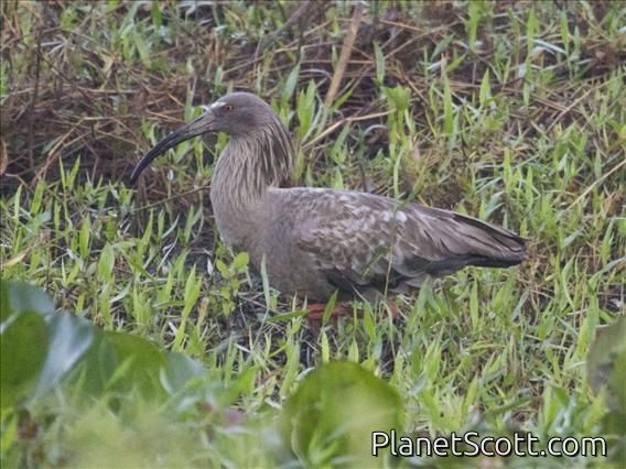 Plumbeous Ibis (Theristicus caerulescens)