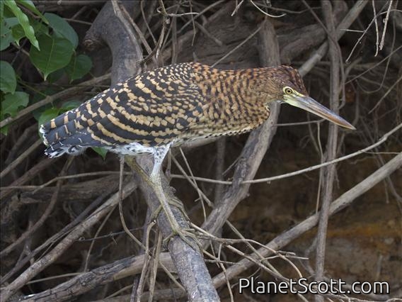 Rufescent Tiger-Heron (Tigrisoma lineatum) Juvenile