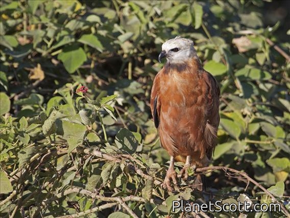 Black-collared Hawk (Busarellus nigricollis)