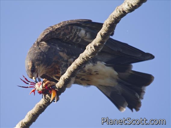 Snail Kite (Rostrhamus sociabilis)