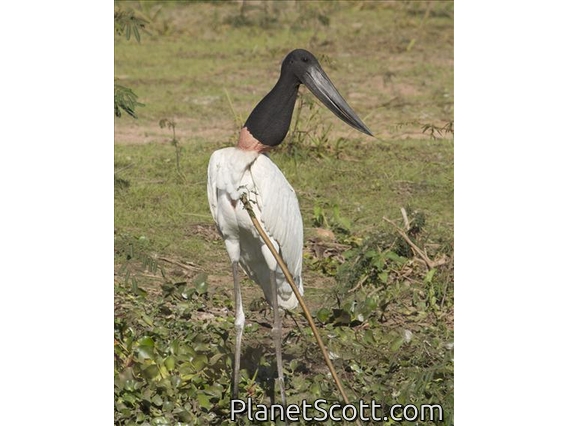 Jabiru (Jabiru mycteria)