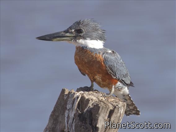 Ringed Kingfisher (Megaceryle torquata)