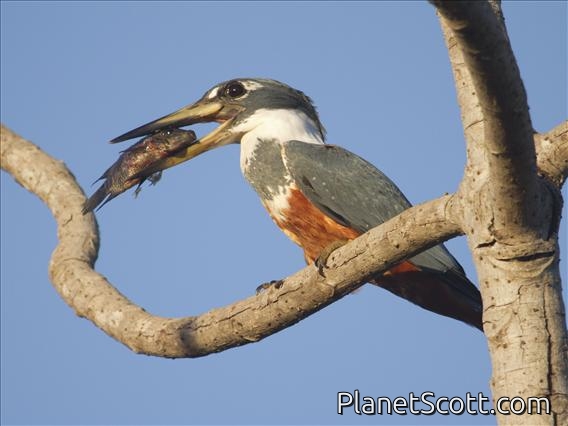 Ringed Kingfisher (Megaceryle torquata)