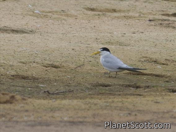 Yellow-billed Tern (Sterna superciliaris)