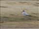 Yellow-billed Tern (Sterna superciliaris)