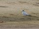 Yellow-billed Tern (Sterna superciliaris)