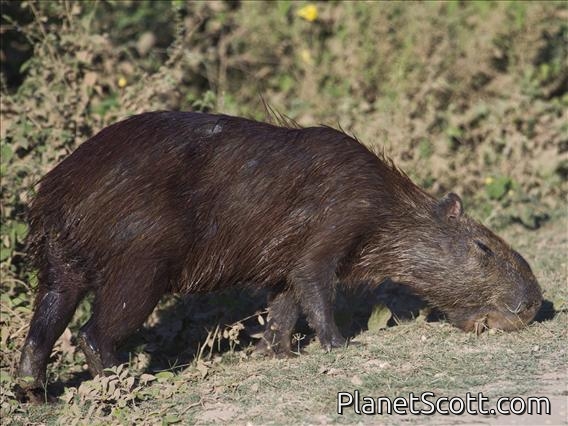 Capybara (Hydrochoerus hydrochaeris)