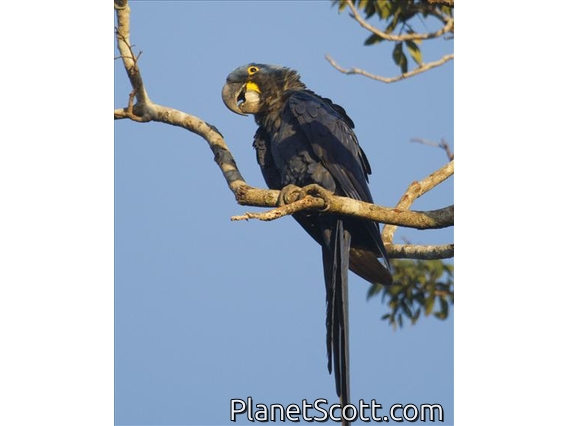 Hyacinth Macaw (Anodorhynchus hyacinthinus)