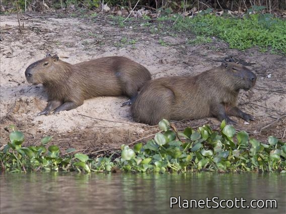 Capybara (Hydrochoerus hydrochaeris)
