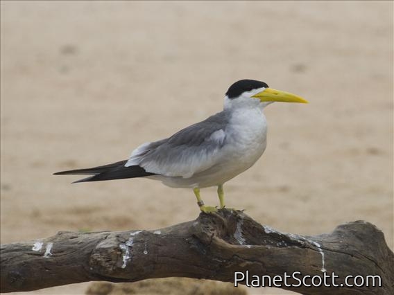 Large-billed Tern (Phaetusa simplex)