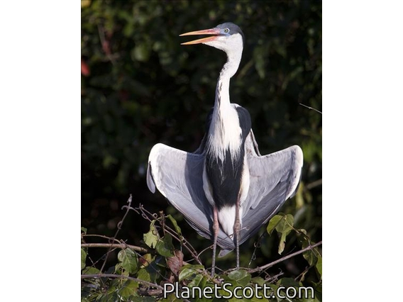 Cocoi Heron (Ardea cocoi)