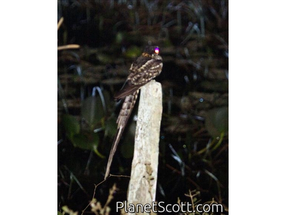 Scissor-tailed Nightjar (Hydropsalis brasiliana)