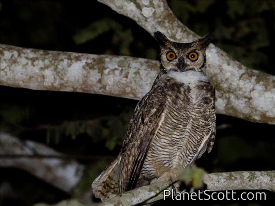 Great Horned Owl (Bubo virginianus)