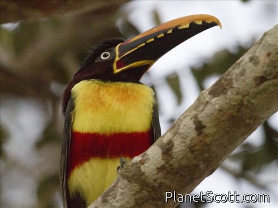 Chestnut-eared Aracari (Pteroglossus castanotis)