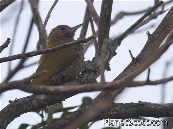 Little Woodpecker (Veniliornis passerinus)