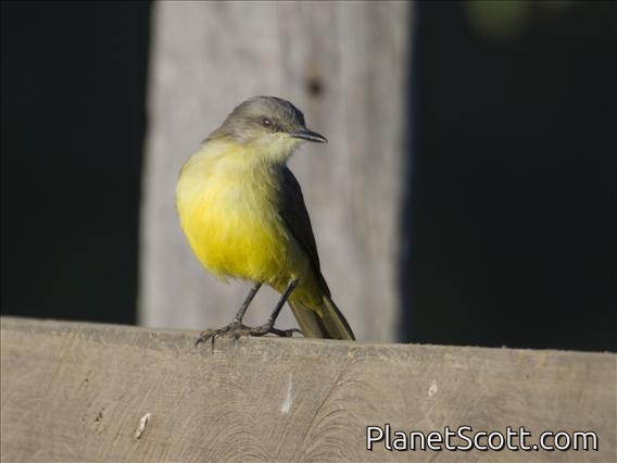 Cattle Tyrant (Machetornis rixosus)