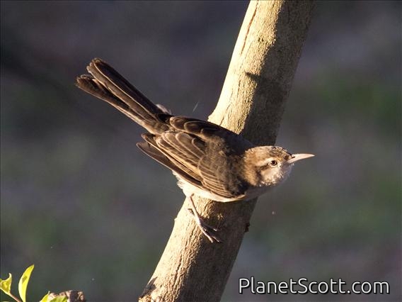 Thrush-like Wren (Campylorhynchus turdinus)
