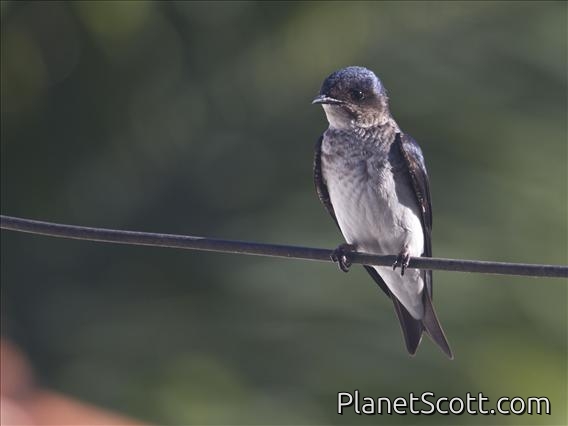 Grey-breasted Martin (Progne chalybea)