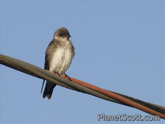 Brown-chested Martin (Progne tapera)