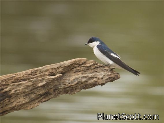 White-winged Swallow (Tachycineta albiventer)