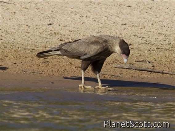 Southern Caracara (Polyborus plancus )