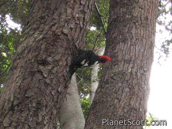 Magellanic Woodpecker (Campephilus magellanicus)