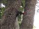 Magellanic Woodpecker (Campephilus magellanicus)