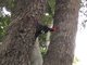 Magellanic Woodpecker (Campephilus magellanicus)