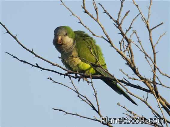 Monk Parakeet (Myiopsitta monachus)