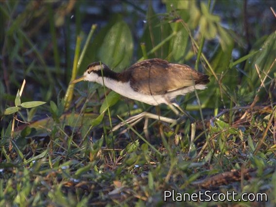 Wattled Jacana (Jacana jacana) - Juvenile