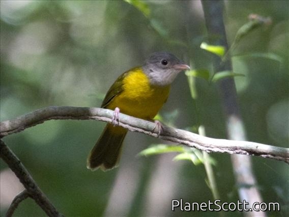 Grey-headed Tanager (Eucometis penicillata)