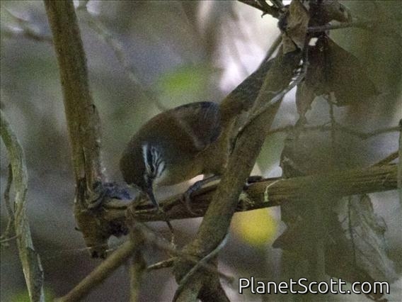 Moustached Wren (Thryothorus genibarbis)