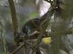 Moustached Wren (Thryothorus genibarbis)