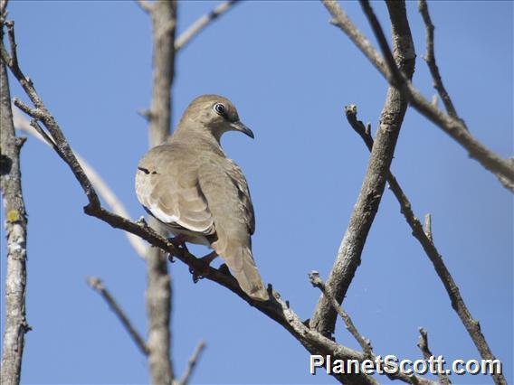 Picui Ground-Dove (Columbina picui)