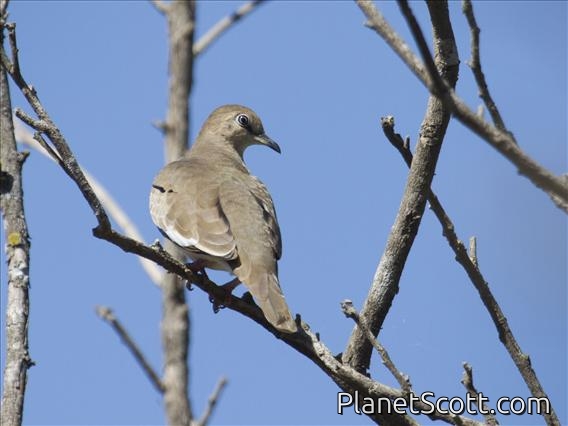 Picui Ground-Dove (Columbina picui)