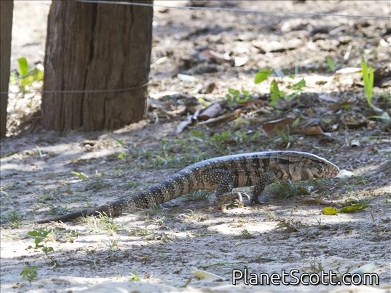 Argentine Black And White Tegu (Salvator merianae)